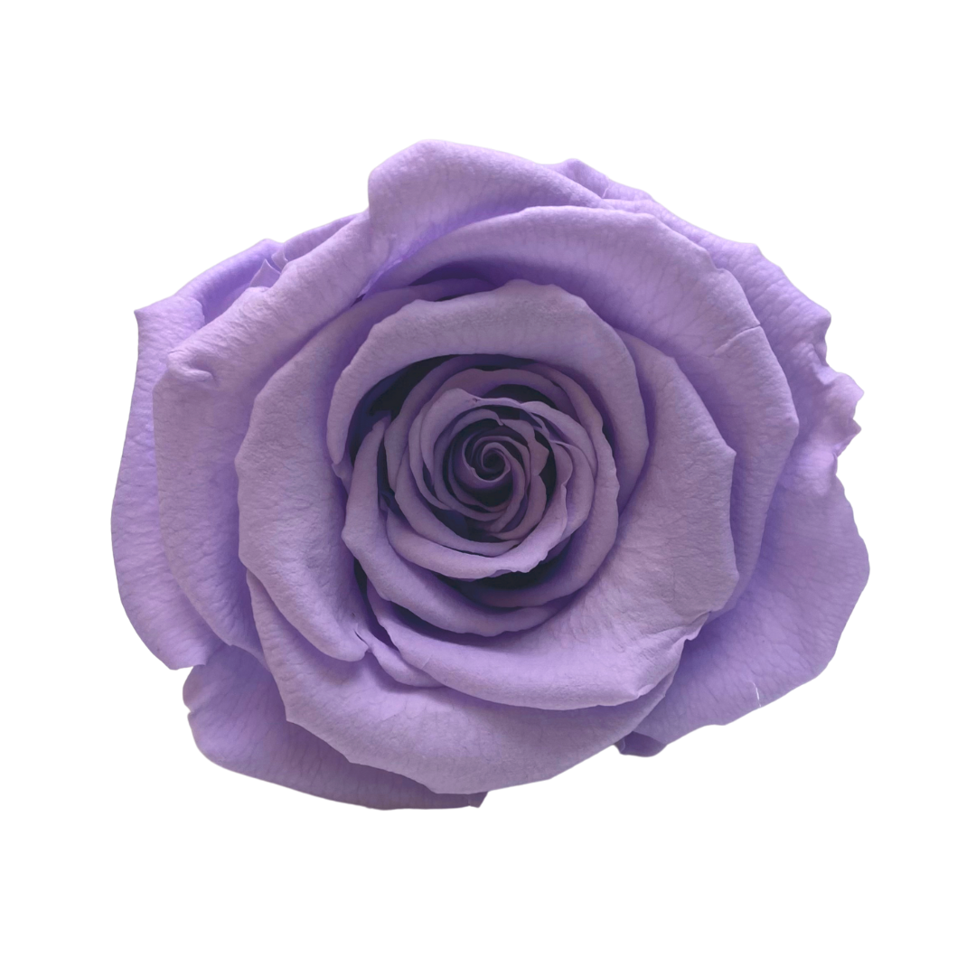 Bling Blooms | Infinity Roses | Lilac rose meaning | One Year roses 