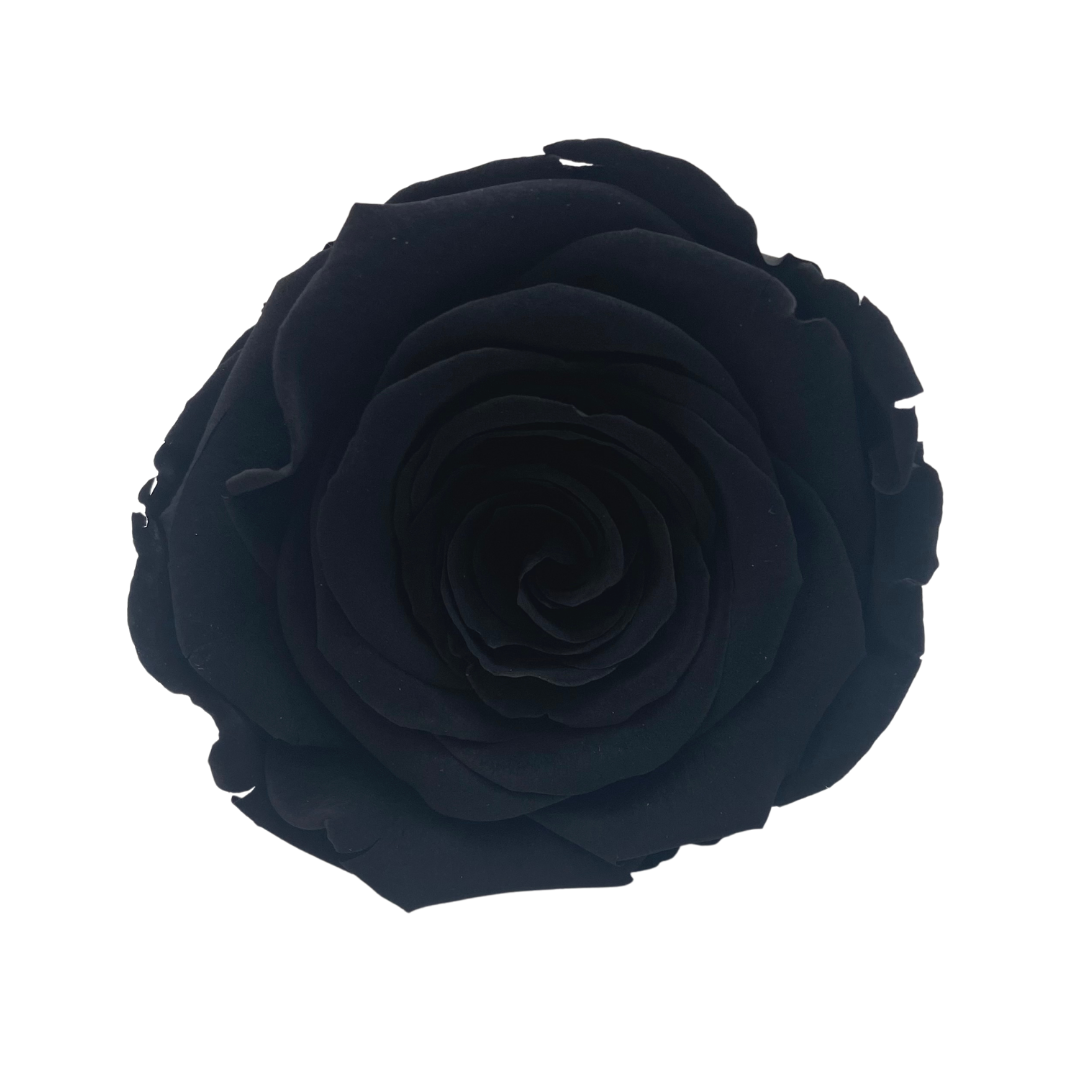 Bling Blooms | Infinity Roses | Black rose meaning | One Year roses 
