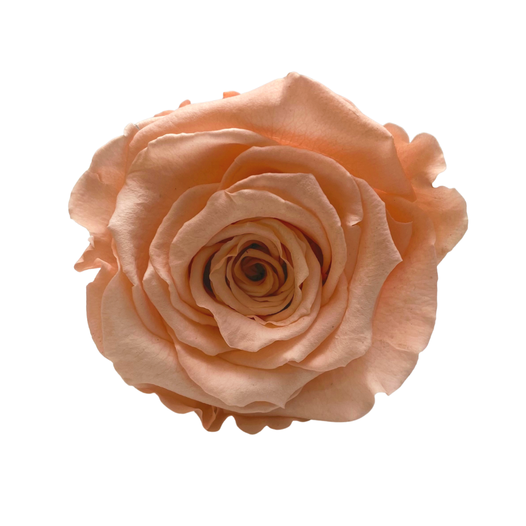 Bling Blooms | Infinity Roses | Peach rose meaning | One Year roses 