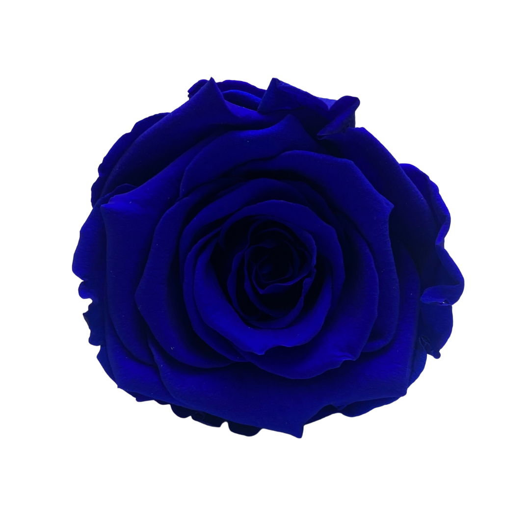 Bling Blooms | Infinity Roses | Blue rose meaning | One Year roses 