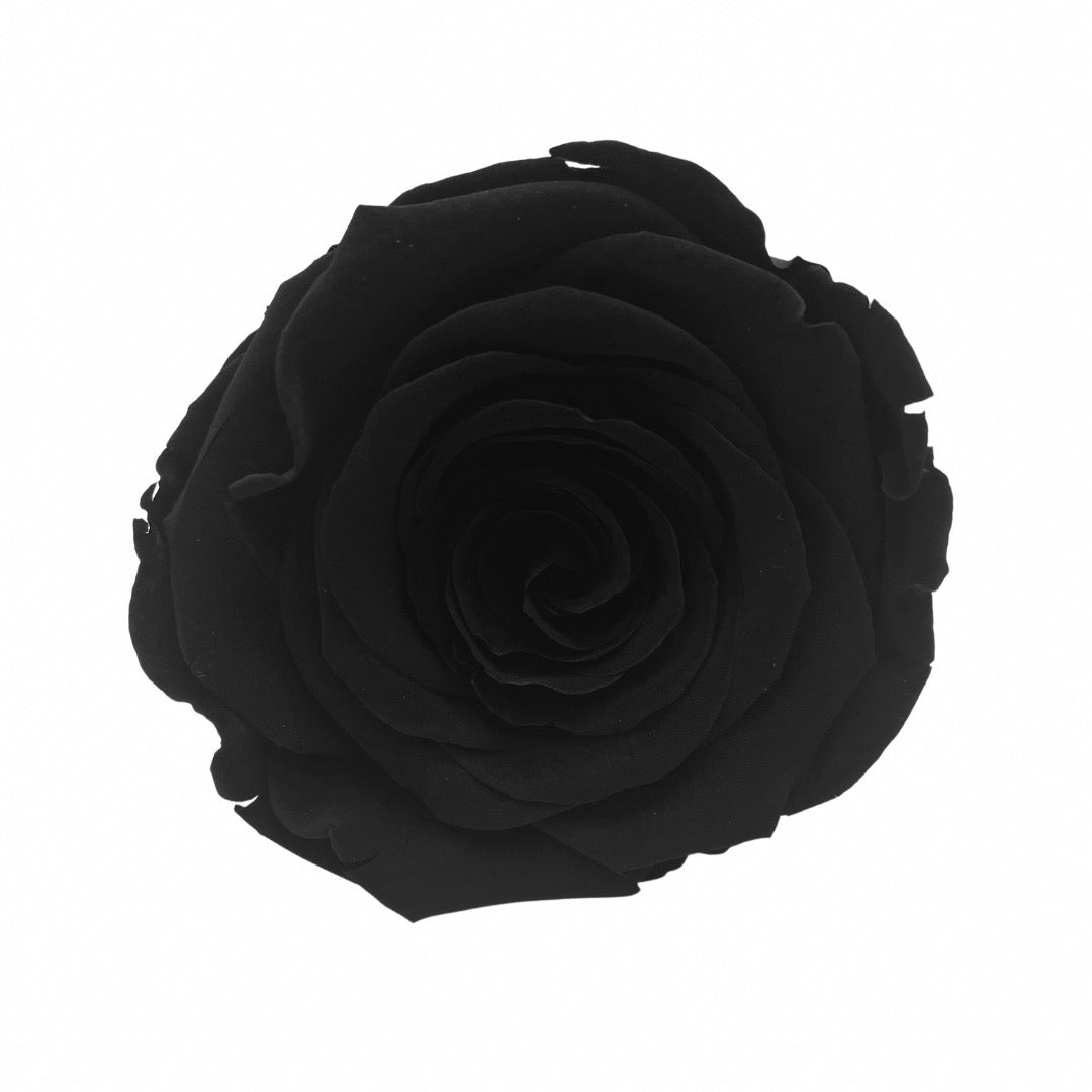 Infinity Rose Dome - Black One Year Roses - Bling Blooms- Rose Colours divider-Midnight Black