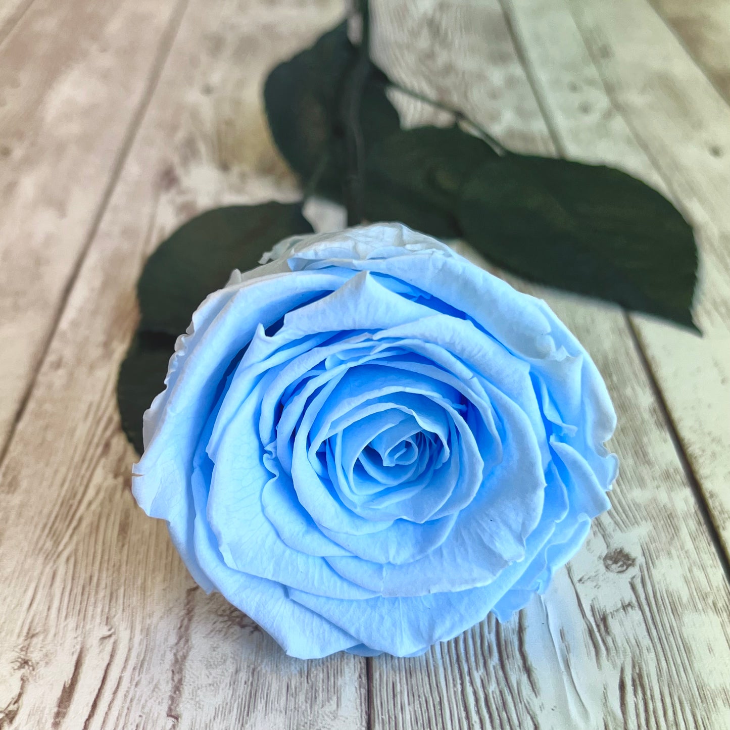 Long Stem Infinity Rose - Blue Infinity Roses - One Year Roses - Single Boxed Rose - Rose Colours divider-Baby Blue