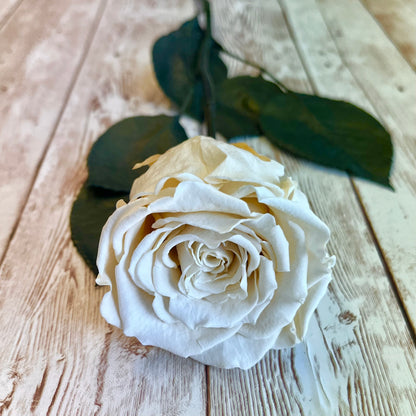 Long Stem Infinity Rose - Champagne Single Forever Rose - Personalised Box - Rose Colours divider-Vintage Champagne