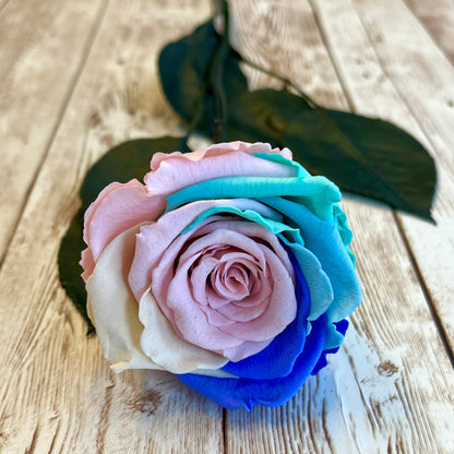 Long Stem Infinity Rose - Rainbow Infinity Roses - One Year Roses - Single Boxed Rose - Rose Colours divider-Pastel Rainbow