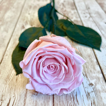 Long Stem Infinity Rose - Pink Single One Year Rose - Personalised Box - Rose Colours divider-Petal Pink