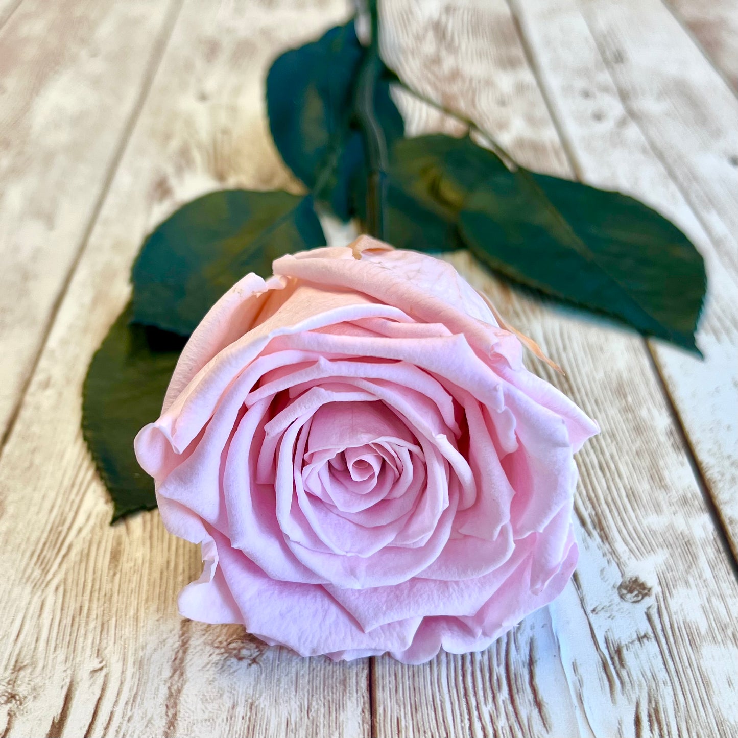 Long Stem Infinity Rose - Pink Forever Rose - Personalised Box - Rose Colours divider-Petal Pink