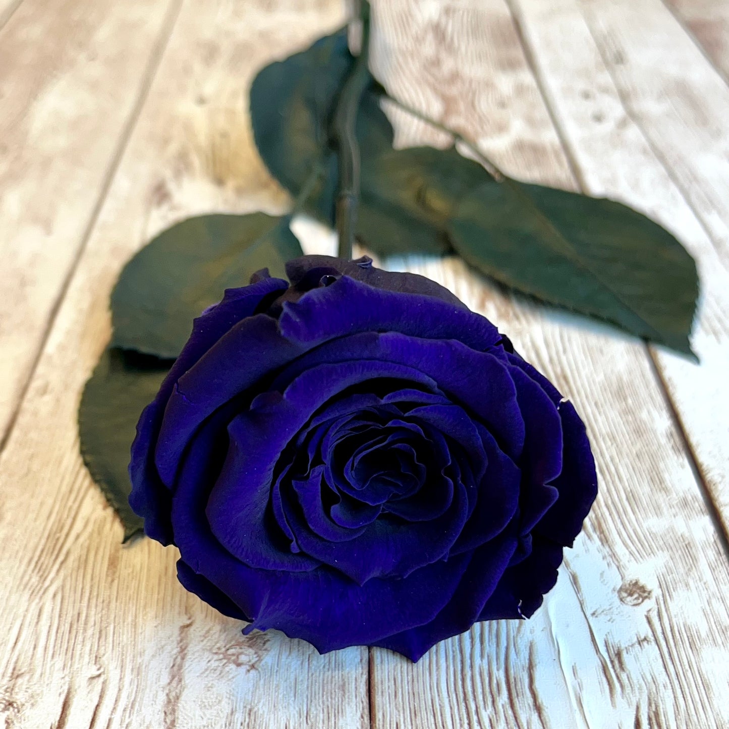 Long Stem Infinity Rose - Purple Infinity Roses - One Year Roses - Single Boxed Rose - Rose Colours divider-Purple Reign