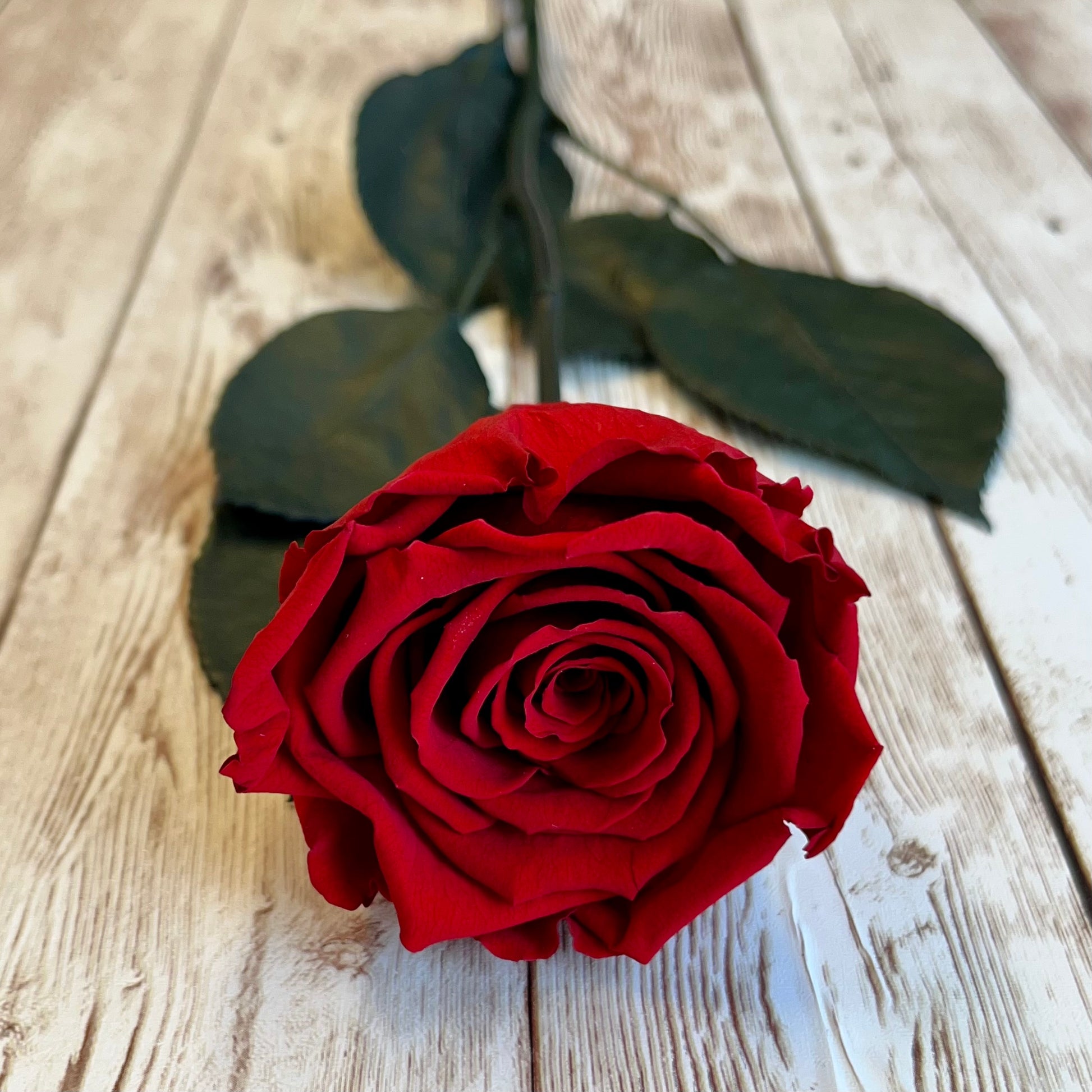Long Stem Infinity Rose - Red Single Forever Rose - Personalised Box - Rose Colours divider-Ruby Red