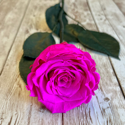 Long Stem Infinity Rose - Neon Pink Single One Year Rose - Personalised Box - Rose Colours divider-Shocking Pink