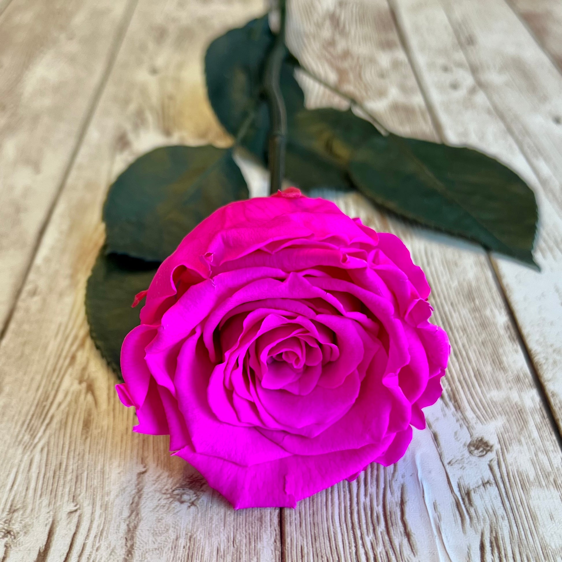 Long Stem Infinity Rose - Neon Pink Single Forever Rose - Personalised Box - Rose Colours divider-Shocking Pink