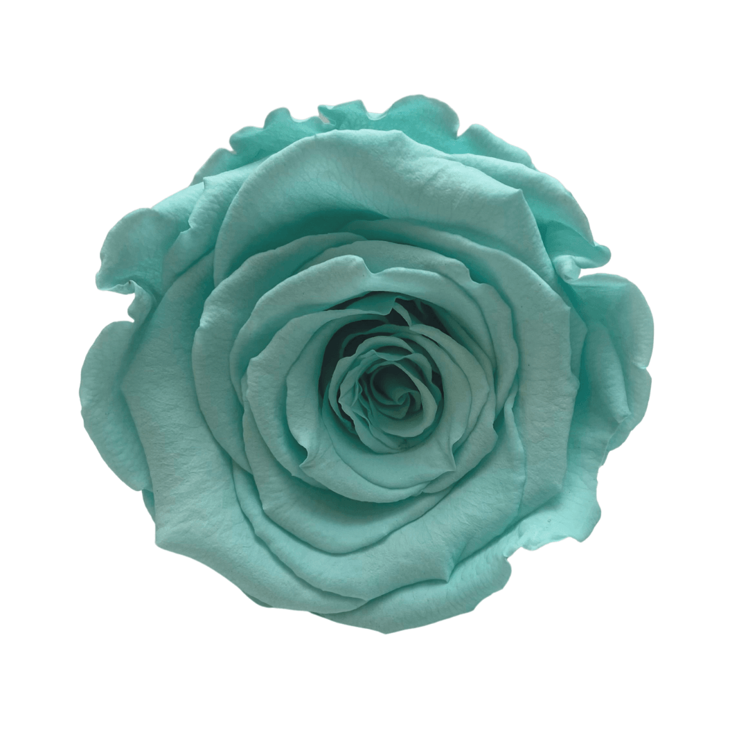 Teddy & Treats Hamper - Single Tiffany Blue Infinity Rose - One Year Roses - Rose Colours divider-Tiffany Blue