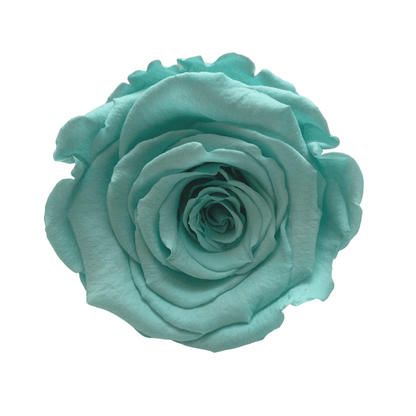 Teddy & Treats Hamper - Single Tiffany Blue Infinity Rose - One Year Roses - Rose Colours divider-Tiffany Blue