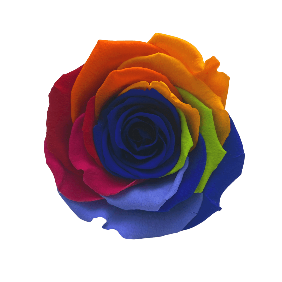 Teddy & Treats Hamper - Single Carnival Rainbow Infinity Rose - One Year Roses - Rose Colours divider-Carnival Rainbow