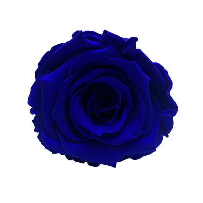 Infinity Roses - Large Classic White Box - One Year Roses - Rose Colours divider-Sapphire Blue