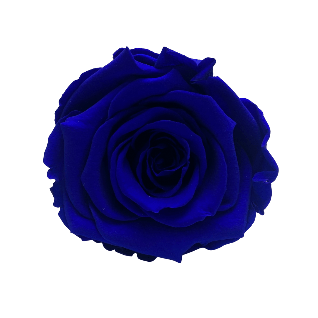 Infinity Roses - Large Classic Black Box - One Year Roses - Rose Colours divider-Sapphire Blue