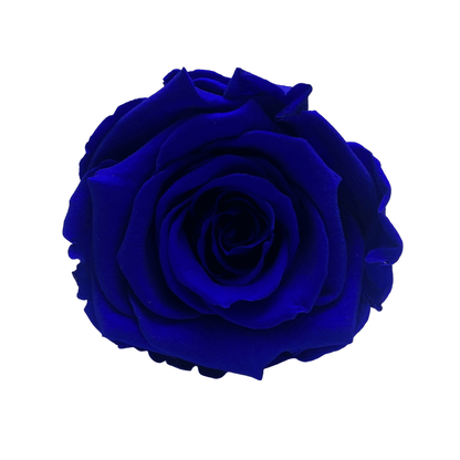 Infinity Roses - Large Classic Black Box - Forever Roses - Rose Colours divider-Sapphire Blue
