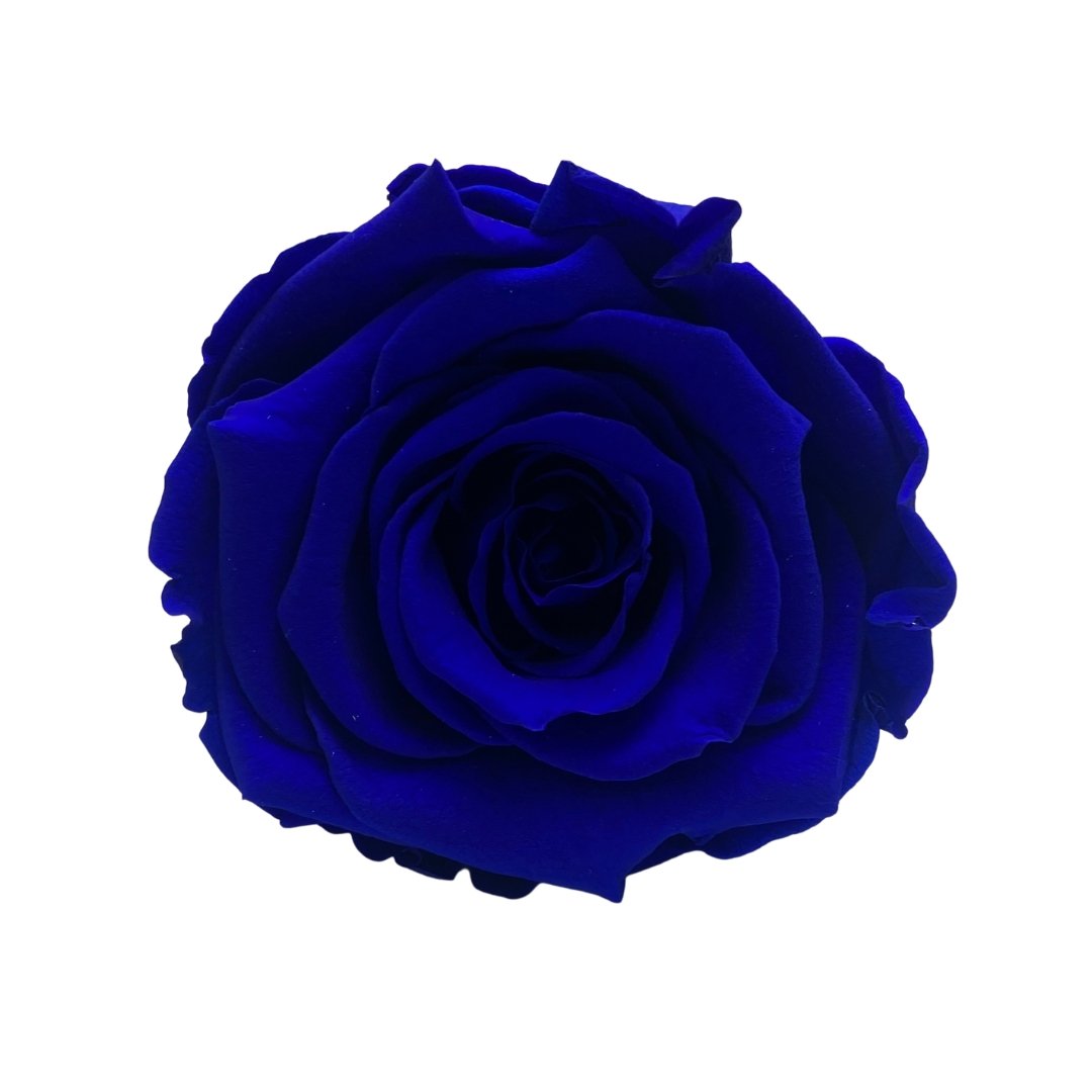 Hidden Scents  Box -Blue Infinity Roses - One Year Roses - Box of Roses - Rose Colours divider-Sapphire Blue