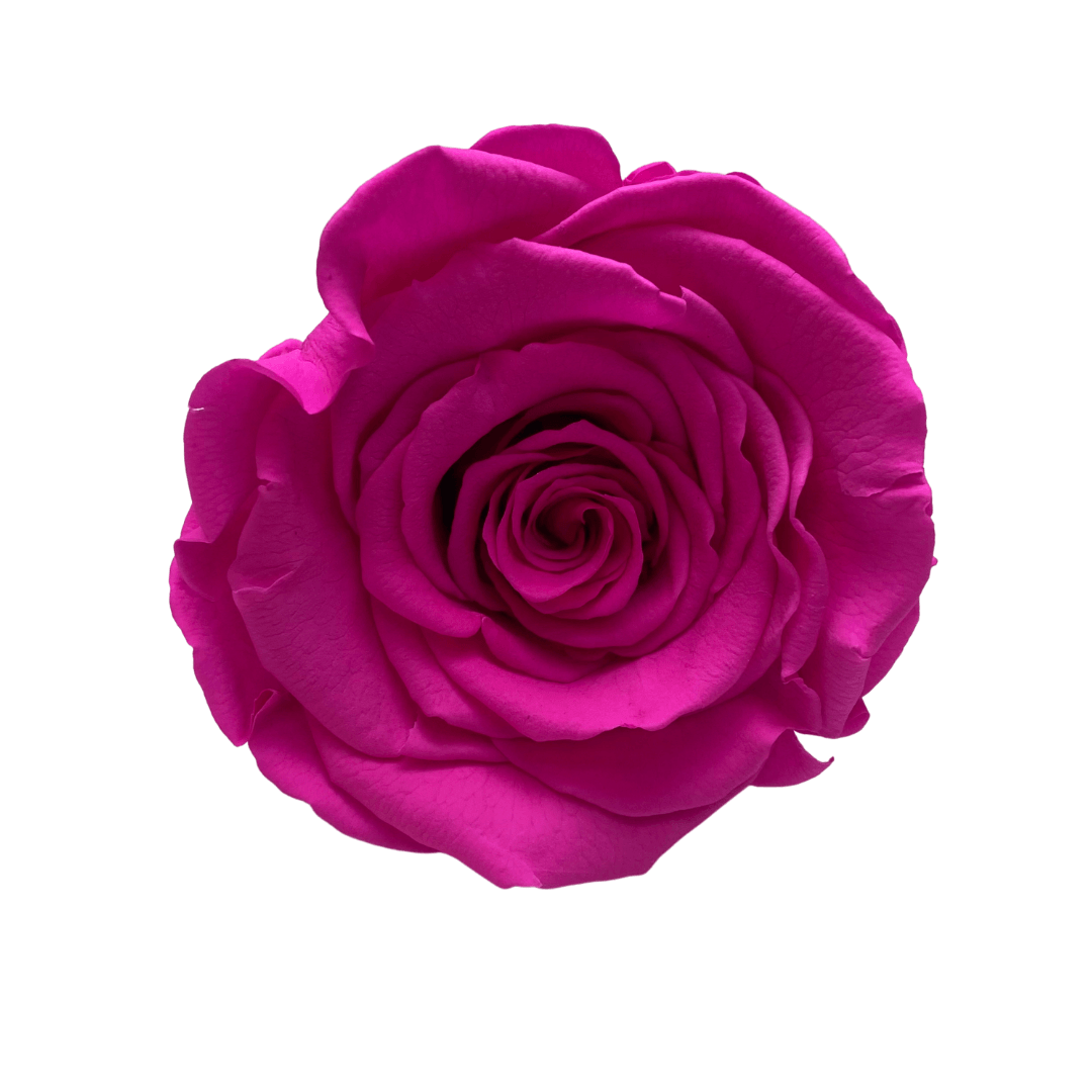 Infinity Rose Dome - Pink Forever Roses - Eternal Roses - Bling Blooms - Rose Colours divider-Shocking Pink
