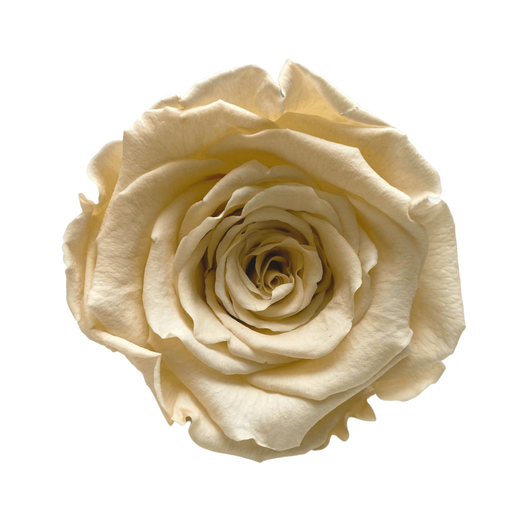 Infinity Rose Dome - Champagne Forever Roses - Bling Blooms - Rose Colours divider-Vintage Champagne