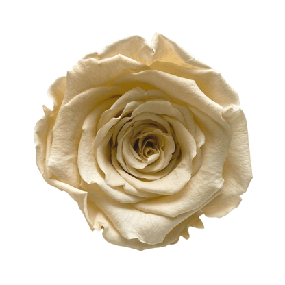 Infinity Rose Dome - Champagne Forever Roses - Bling Blooms - Rose Colours divider-Vintage Champagne