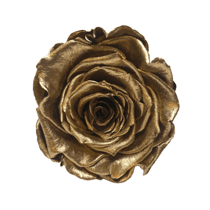 Infinity Roses - Large Classic Black Box - Forever Roses- Rose Colours divider-Glamorous Gold