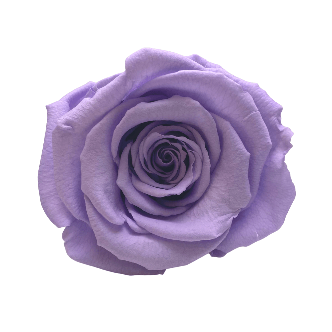 Infinity Roses - Large Classic White Box - One Year Roses - Rose Colours divider-Lavender Haze