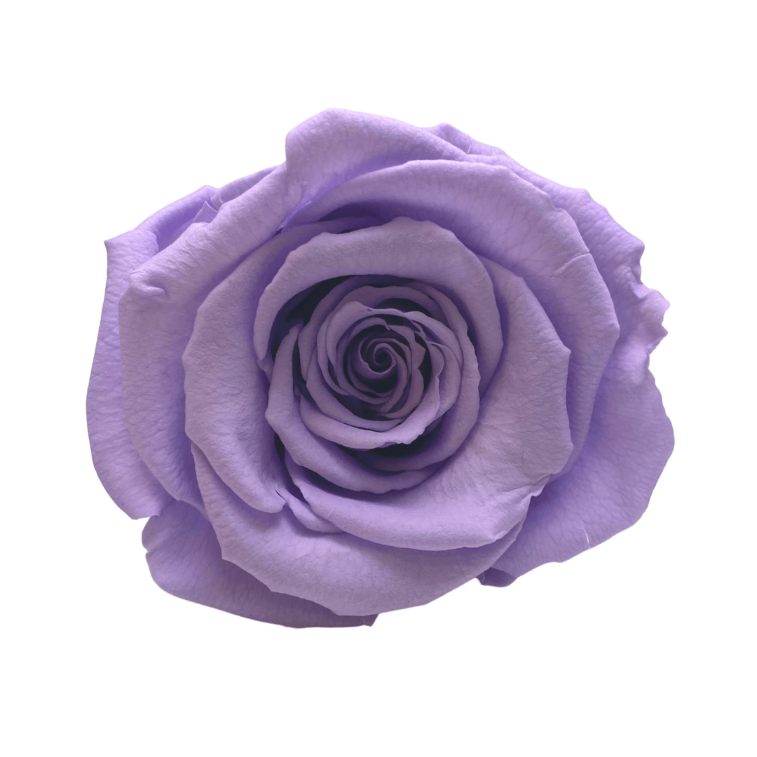 Round Infinity Rose Box - Lavender Infinity Roses - Forever Roses - Rose Colours divider-Lavender Haze