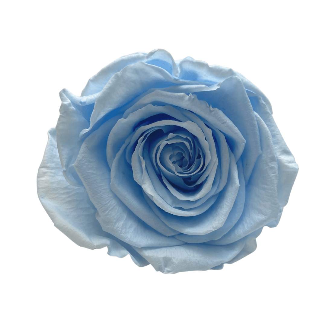 Infinity Roses - Large Classic White Box - One Year Roses- Rose Colours divider-Baby Blue
