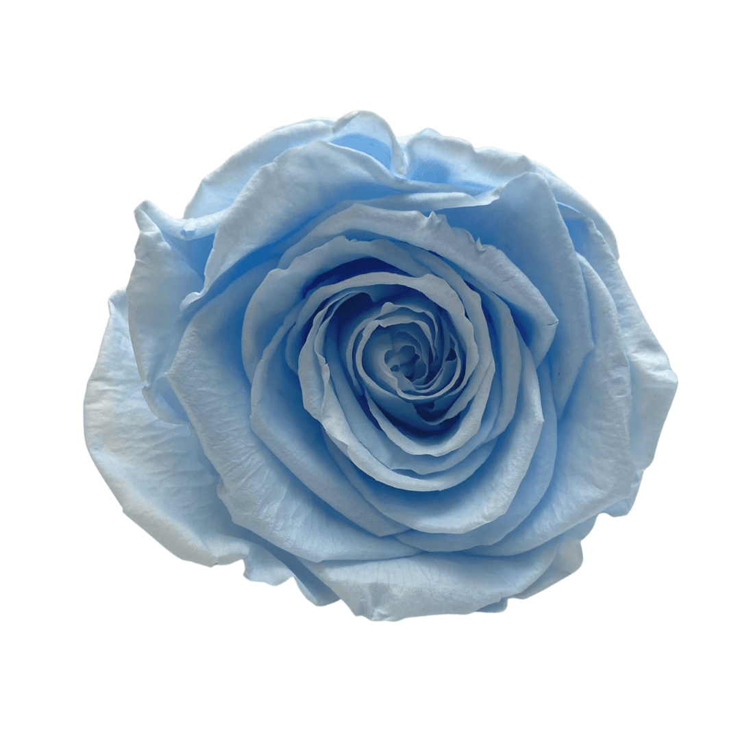 Infinity Roses - Large Classic Black Box - Forever Roses- Rose Colours divider-Baby Blue