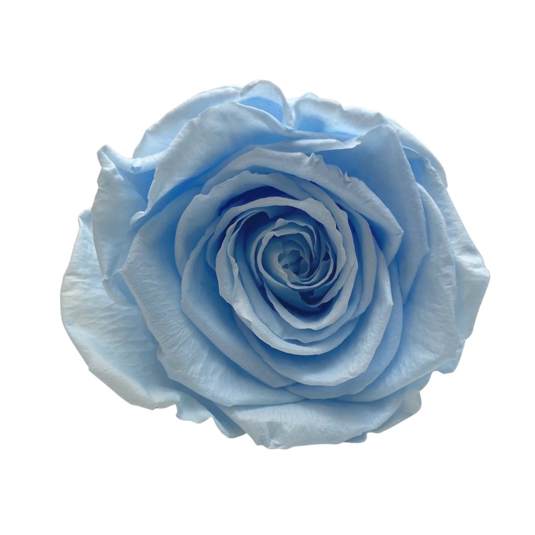 Blue Infinity Roses - Forever Roses - Rose Colours divider-Baby Blue