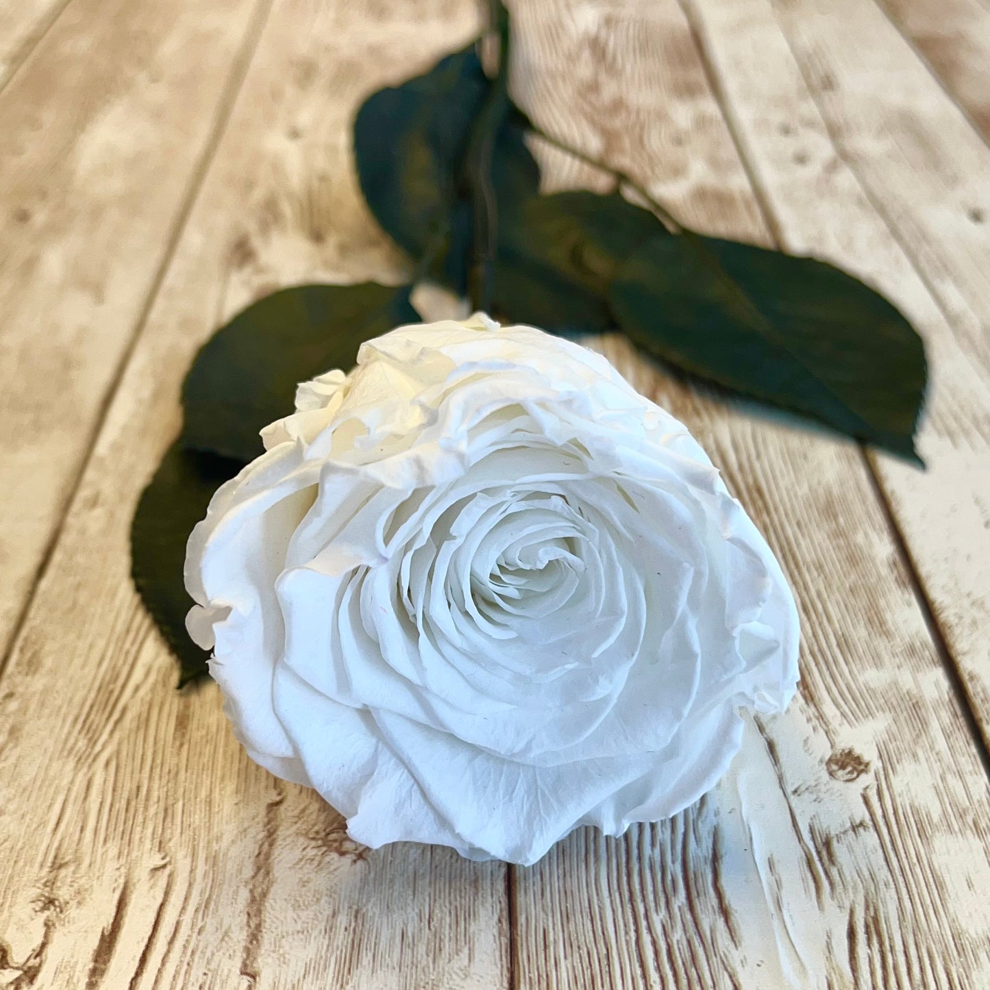 Long Stem Infinity Rose - White Single Forever Rose - Personalised Box - Rose Colours divider-Angelic White