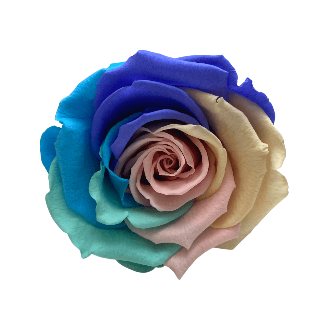 Teddy & Treats Hamper - Single Pastel Rainbow Infinity Rose - One Year Roses - Rose Colours divider-Pastel Rainbow