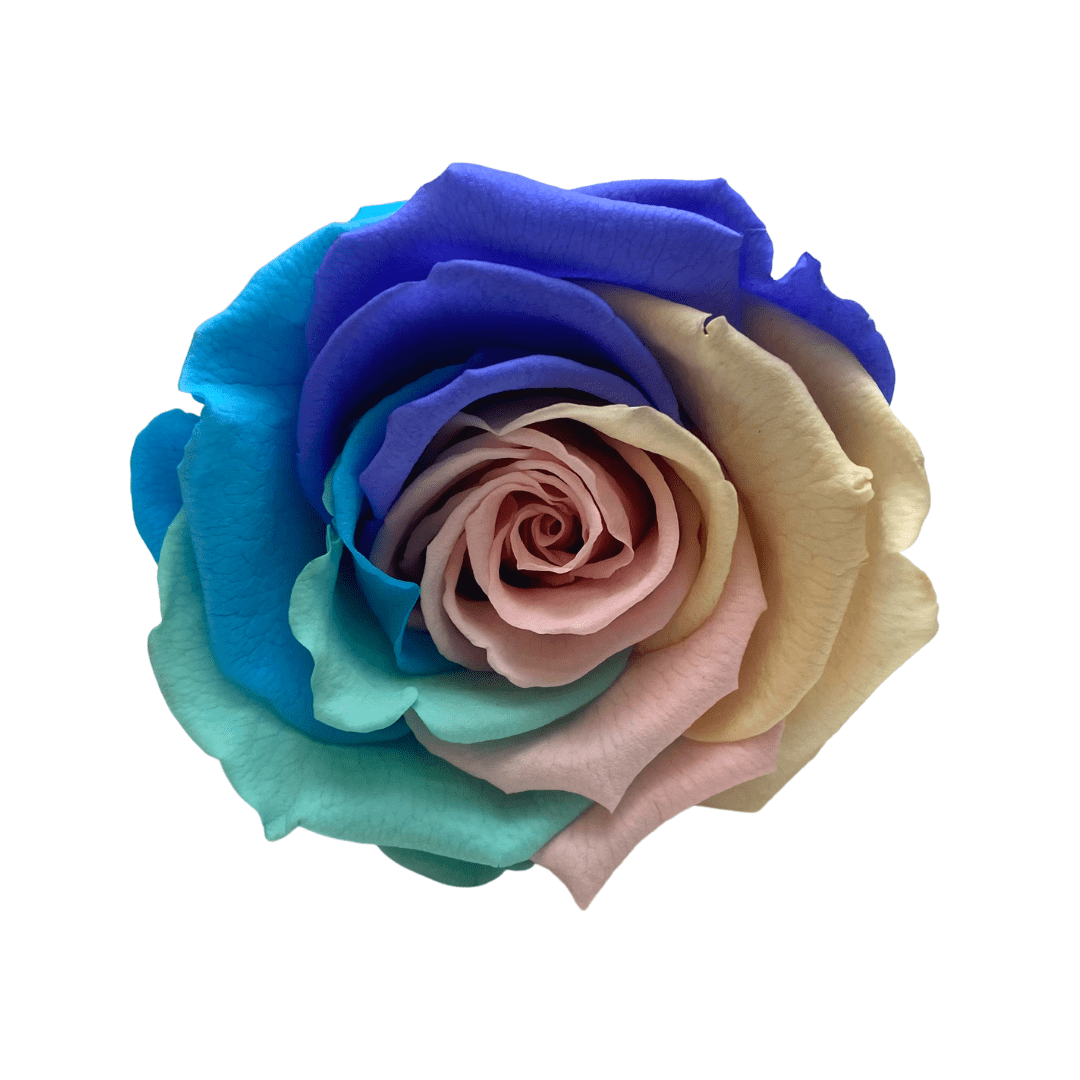 Infinity Roses - Large Classic White Box - One Year Roses - Rose Colours divider-Pastel Rainbow