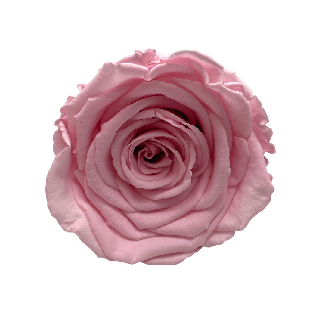 Infinity Rose Dome - Pink Forever Roses - Eternal Roses - Bling Blooms - Rose Colours divider-Petal Pink