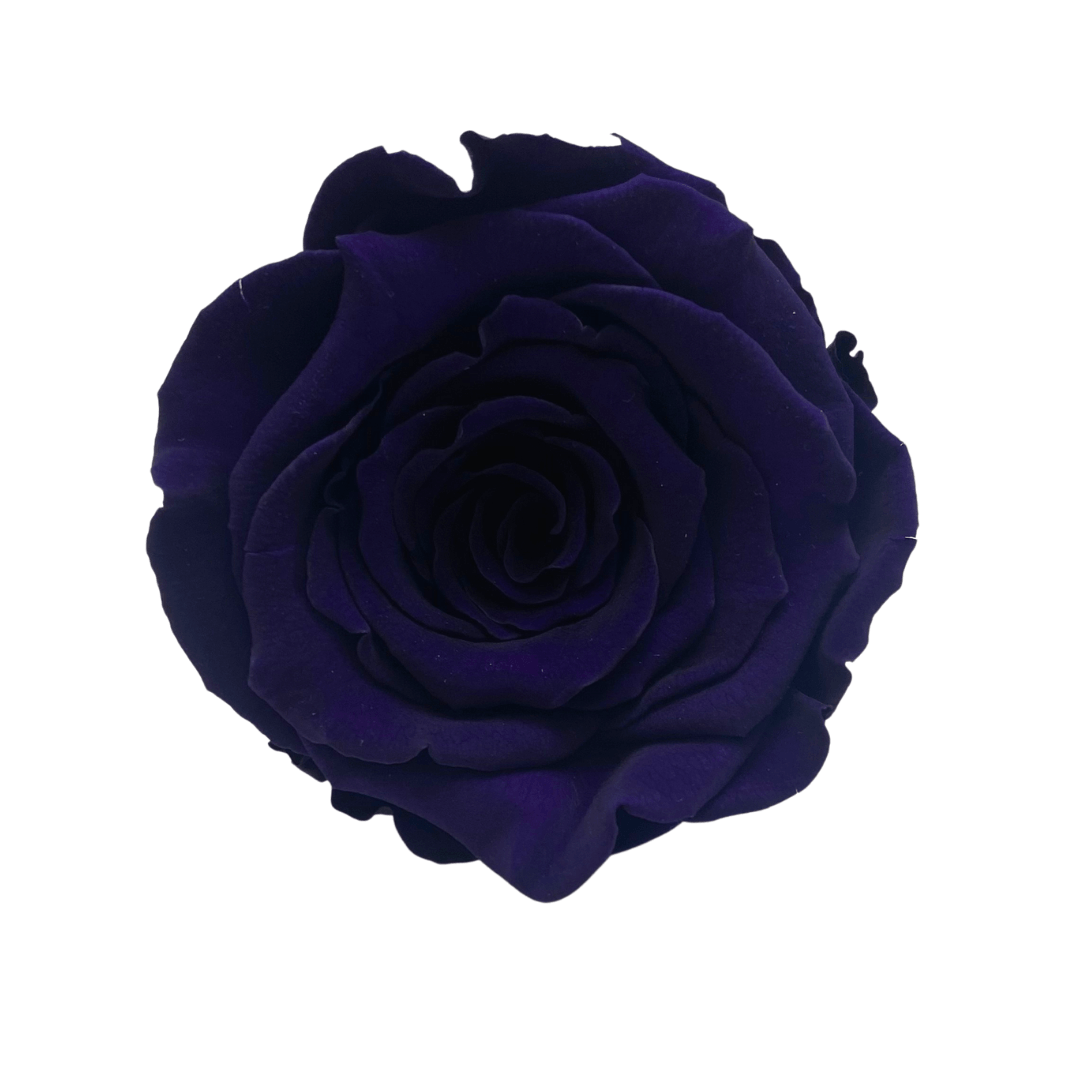 Infinity Rose Dome - Purple One Year Roses - Bling Blooms- Rose Colours divider-Purple Reign