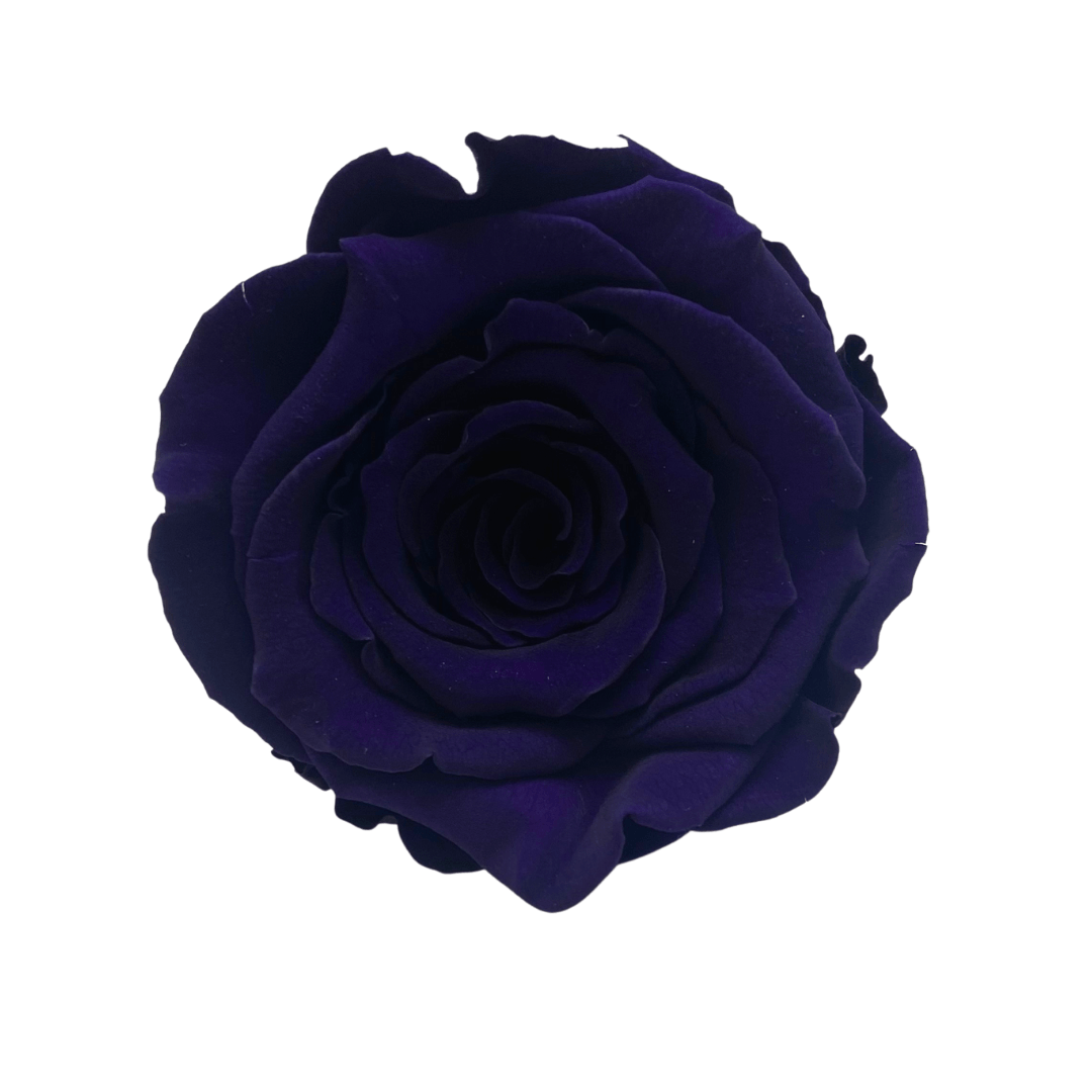 Infinity Rose Dome - Purple Forever Roses - Eternal Roses - Bling Blooms- Rose Colours divider-Purple Reign