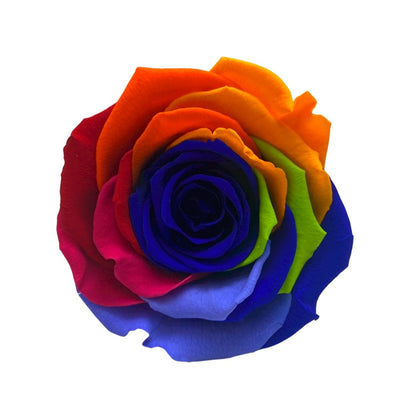 Rainbow Infinity Roses - One Year Roses - Rose Colours divider-Carnival Rainbow