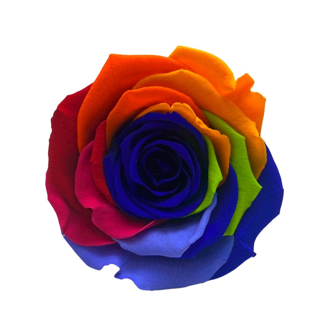 Rainbow Infinity Roses - One Year Roses - Rose Colours divider-Carnival Rainbow