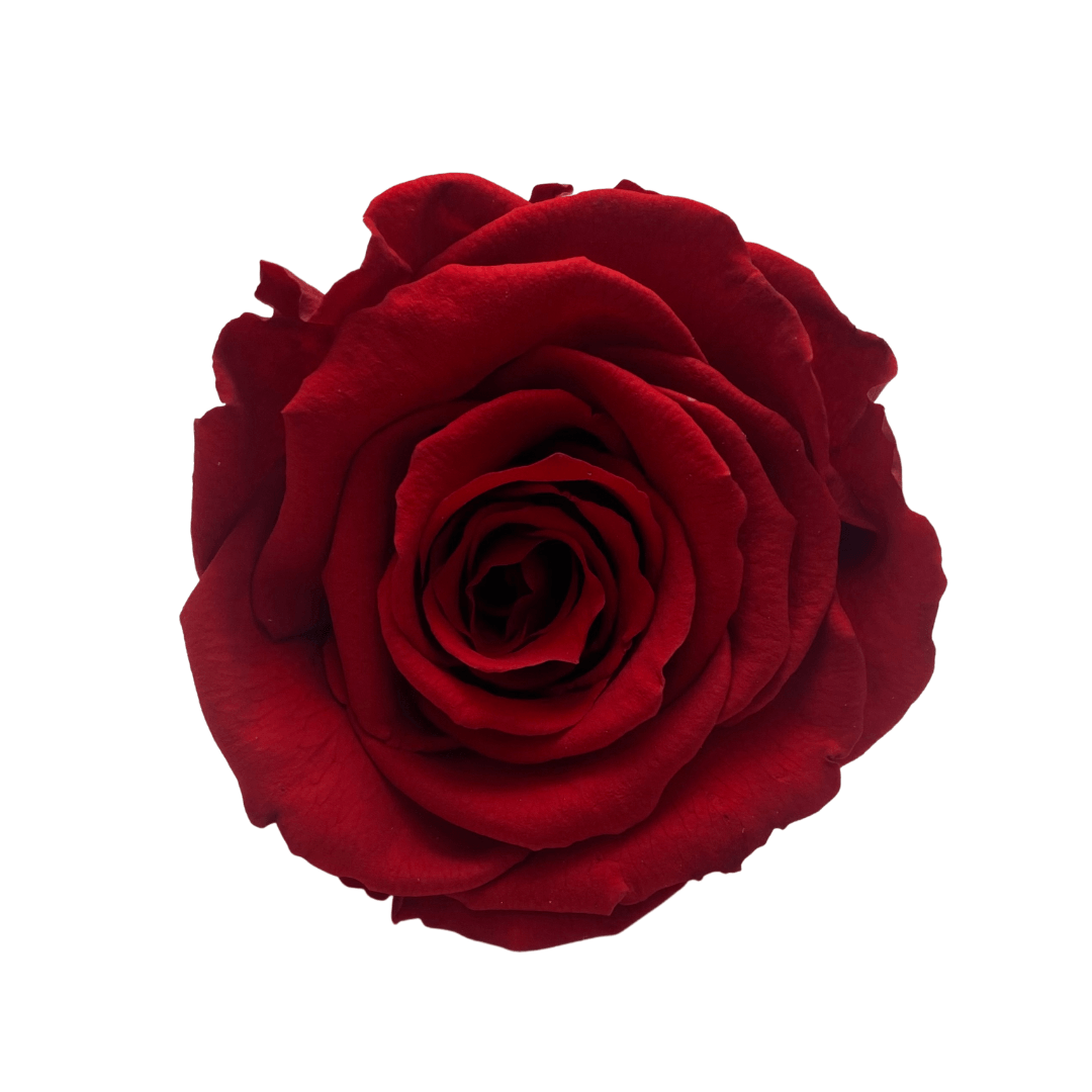 Infinity Rose Dome - Red Forever Roses - Eternal Roses - Bling Blooms
