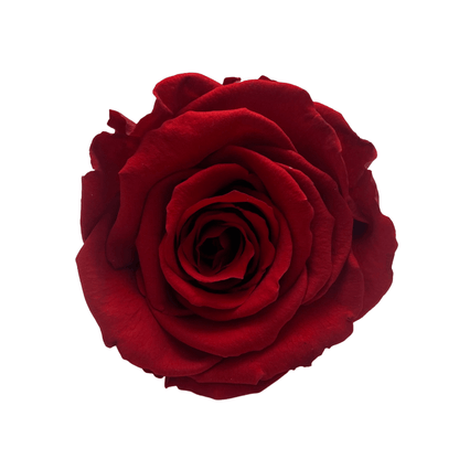 Infinity Rose Dome - Red Forever Roses - Eternal Roses - Bling Blooms
