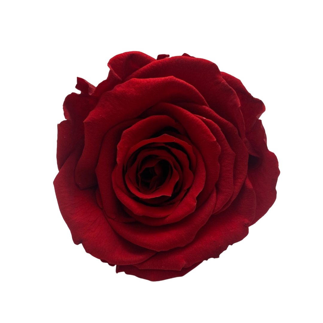 Red Infinity Roses - White Hidden Scents Box - Everlasting Roses - Box of Roses - Rose Colours divider-Ruby Red