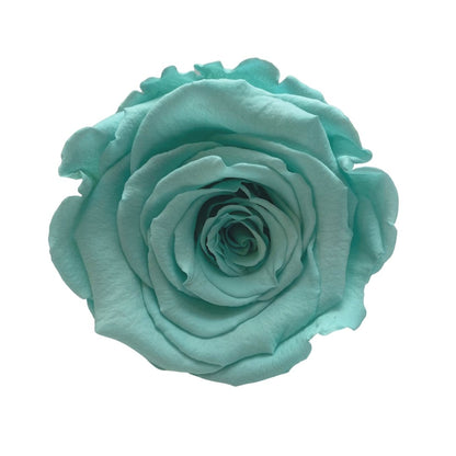 Hidden Scents Box - Tiffany Blue Infinity Roses - One Year Roses - Box of Roses - Rose Colours divider-Tiffany Blue