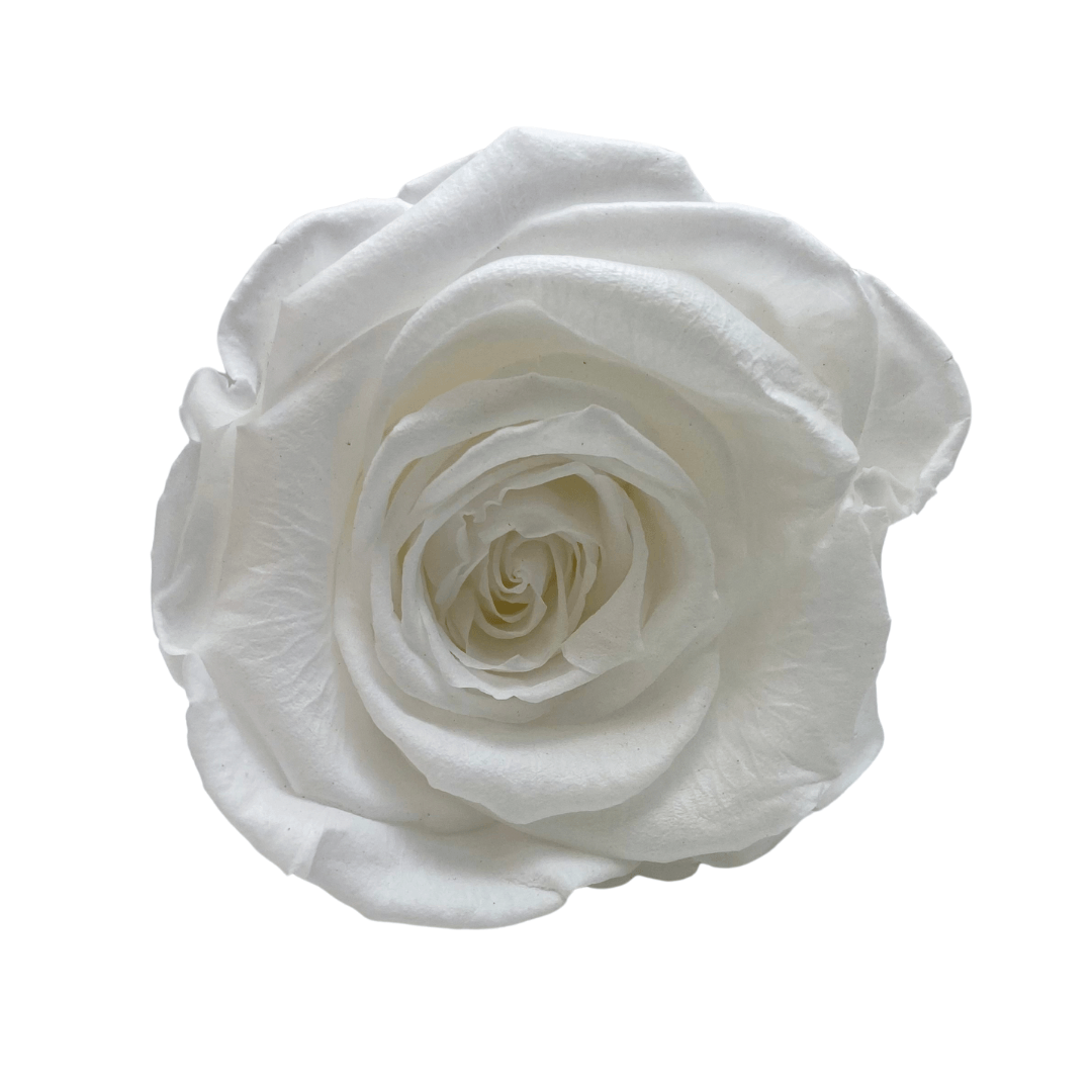 Infinity Rose Dome - White One Year Roses - Bling Blooms - Rose Colours divider-Angelic White