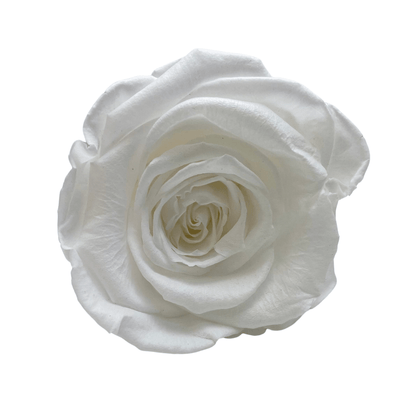 Infinity Rose Dome - White Forever Roses - Bling Blooms - Rose Colours divider-Angelic White
