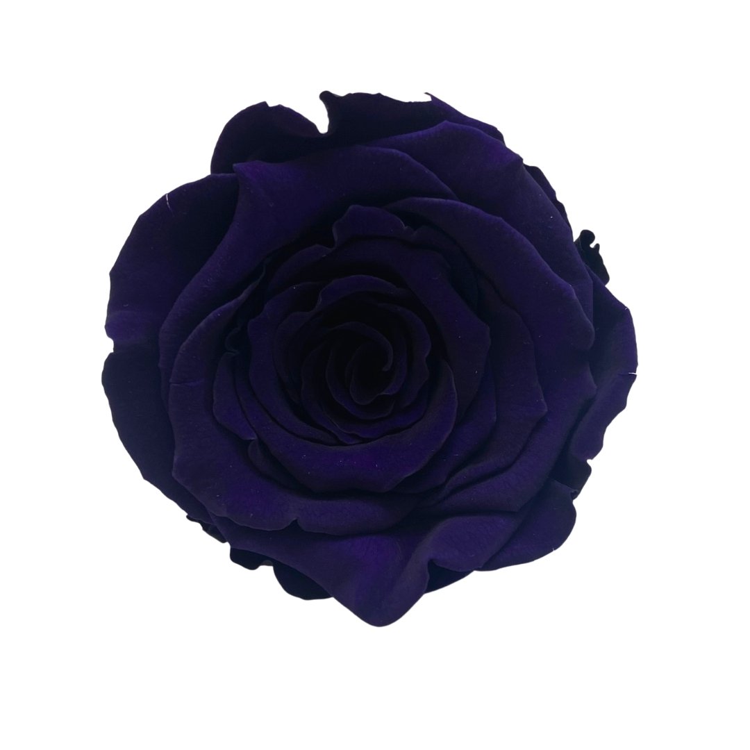 Purple Infinity Roses - Eternal Roses - Forever Roses Makeup Organiser - One Year Roses - Rose Colours divider-Purple Reign