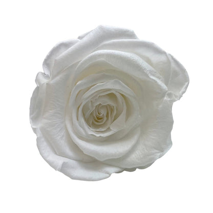 Angelic White Infinity Roses - Forever Roses Box - Rose Colours divider-Angelic White