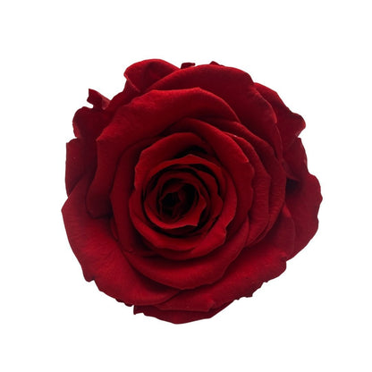 Red Infinity Roses - One Year Roses - Rose Colours divider-Ruby Red