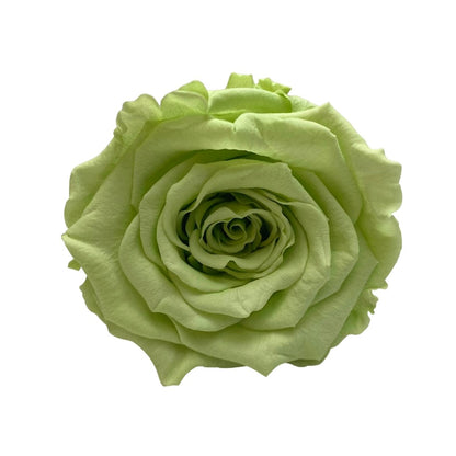 Green Infinity Roses - One Year Roses - Rose Colours divider-Mint Green